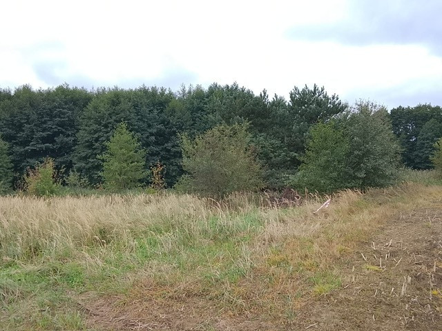 Działka Sprzedaż Stara Dąbrowa