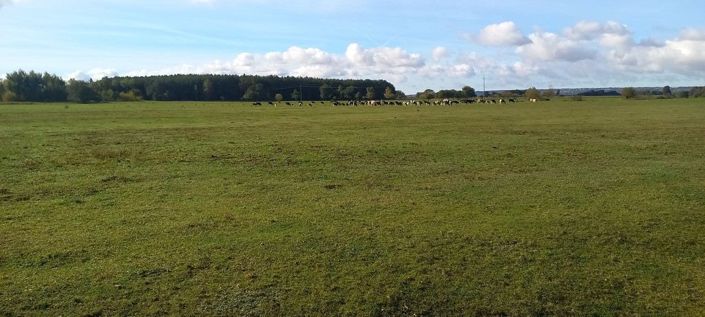 Działka Sprzedaż Borzysławiec