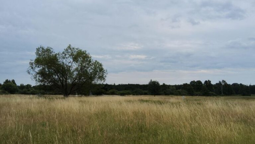 Działka Sprzedaż Buk