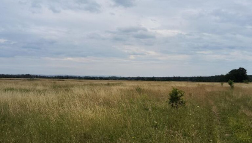 Działka Sprzedaż Buk