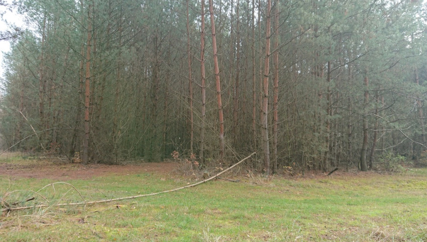 Działka Sprzedaż Starzyce