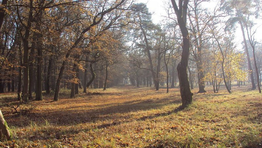 Działka Sprzedaż Rzędziny